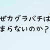 カグラバチはつまらない